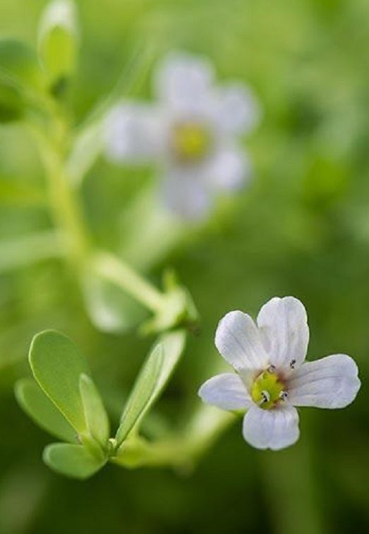 bacopa monnieri