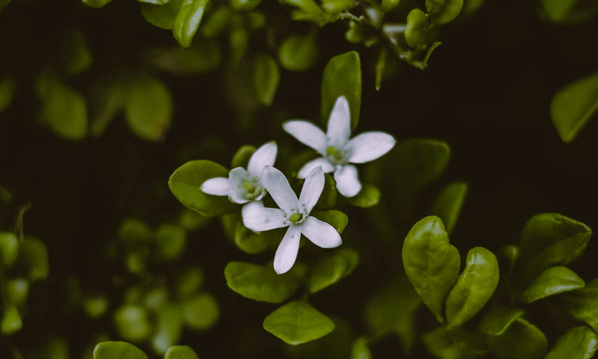 Le Bacopa Monnieri et ses bienfaits