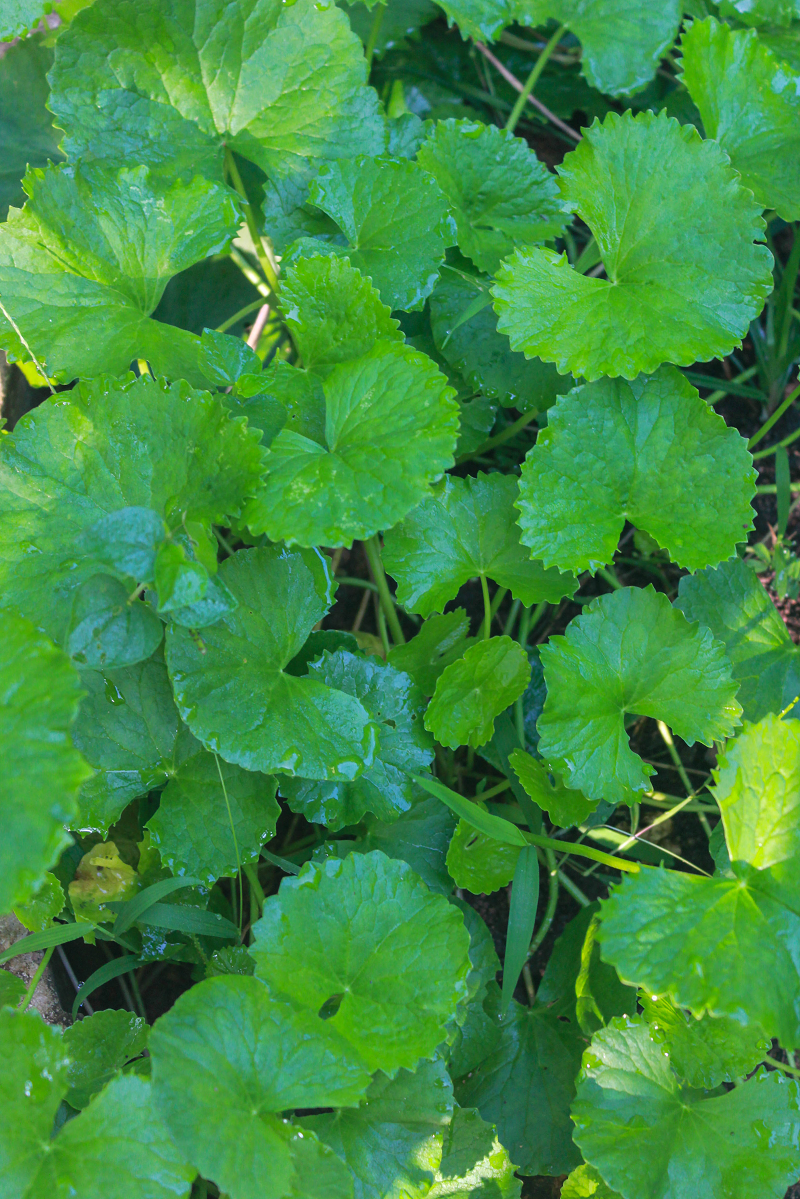 Centella asiatica gotu kola