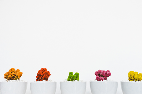 Rejoindre l'équipe de Centesia By Nature