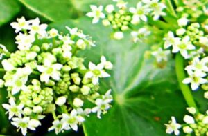 centella asiatica flowers