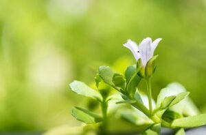 indian pennywort, brahmi, bacopa monnieri branch flowers ,green