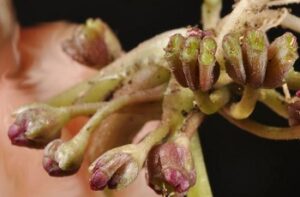 gotu kola fruits