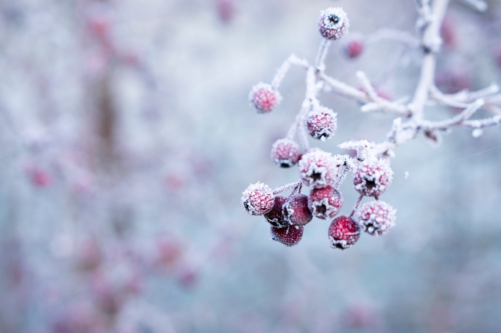 vitamines et plantes pour rester en forme pendant hiver